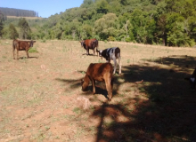 Seca afeta produção e renda e agricultores familiares de SC pedem socorro